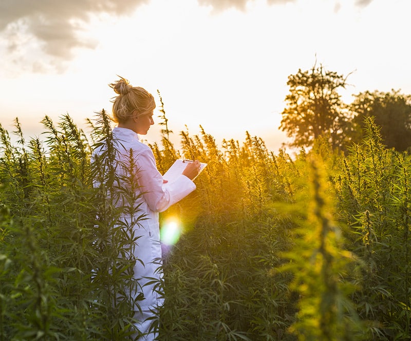 Grossiste et fournisseur de fleur de cannabis CBD bio