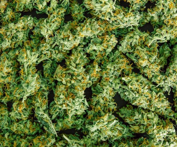 Grossiste et fournisseur de fleur de cannabis CBD