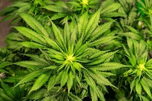 grossiste cannabis