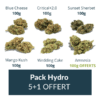 Pack 6 fleurs Hydro CBD
