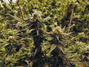 Grossiste fleurs de Cannabis