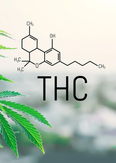 guide cannabinoides THC