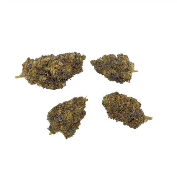 Grossiste - Amnesia - C13NRV - Indoor
