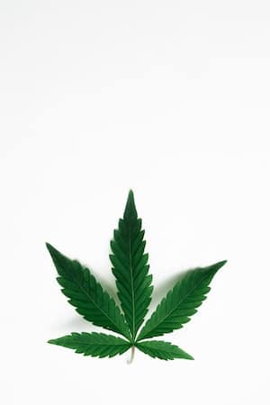 cbd medicinal cannabis