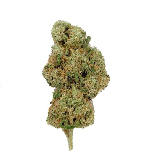 CBD Wholesale - Mango Rainbow CBD - Big Bud - Indoor-Hydro