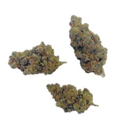 Grossiste - Amnesia Haze - 30% CBN - Big Bud - Indoor Hydro