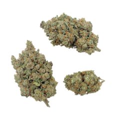 Wholesale - Orange Sherbet CBD - Big Bud - Indoor-Hydro