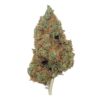 Grossiste – Blueberry Cheese CBD - Big Bud - Indoor Hydro