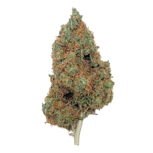 Grossiste Fleur CBD Blueberry Cheese CBD - Big Bud - Indoor Hydro