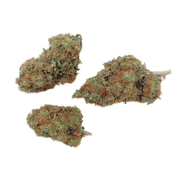 Grossiste – Blueberry Cheese CBD - Big Bud - Indoor Hydro