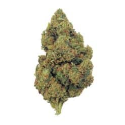 Amnesia Haze + 20% THCX 2.0 - Big Bud - Indoor Hydro
