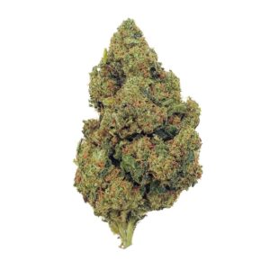 Amnesia Haze THCX 2.0 - Big Bud - Indoor Hydro