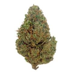 Charlotte's Angel CBD + 20% THCX 2.0 - Big Bud - Indoor Hydro