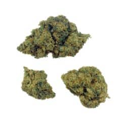 Grossiste - Amnesia Haze - THCX 2.0 - Big Bud - Indoor Hydro