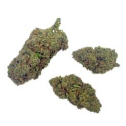 Grossiste - Charlotte's Angel + 20% THCX 2.0 - Big Bud - Indoor Hydro