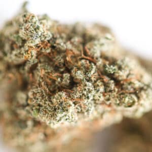 fournisseur fleur CBD critical