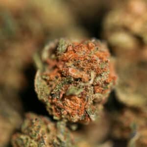 fournisseur fleur CBD THCX watermelon