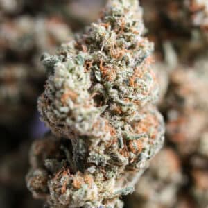 grossiste fleur CBD Amnesia Haze
