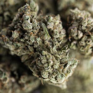 grossiste fleur CBD charlotte angels