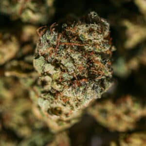grossiste fleur THCX charlotte angels