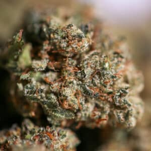fournisseur fleur THCX Critical Hydro