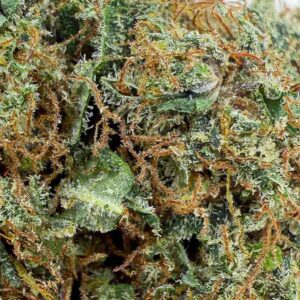 Grossiste Fleur CBD Skywalker OG CBD - Big Bud - Indoor Cali