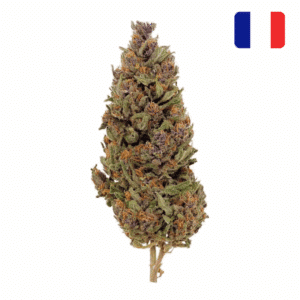 fournisseur fleur CBD bubble gum green house
